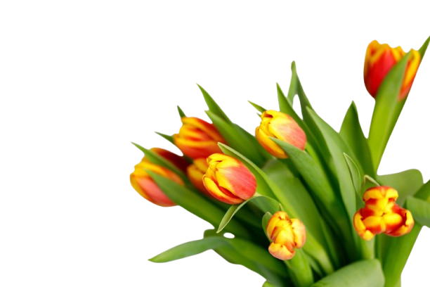 spring flowers background bouquet of yellow tulips on white background removebg preview