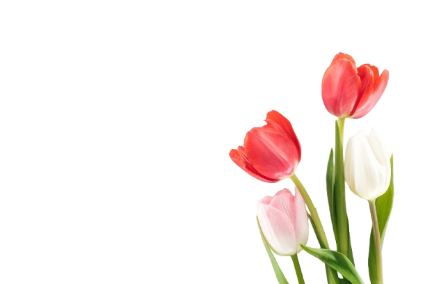 top view of red pink and white tulip flowers isolated on grey removebg preview